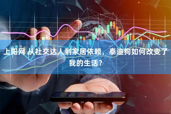 上阳网 从社交达人到家居依赖，泰迪狗如何改变了我的生活？