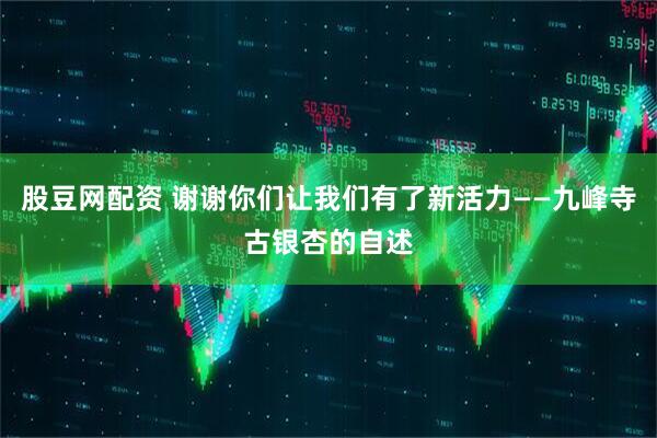 股豆网配资 谢谢你们让我们有了新活力——九峰寺古银杏的自述
